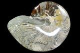 Huge,  Polished Fossil Nautilus - Madagascar #108226-1